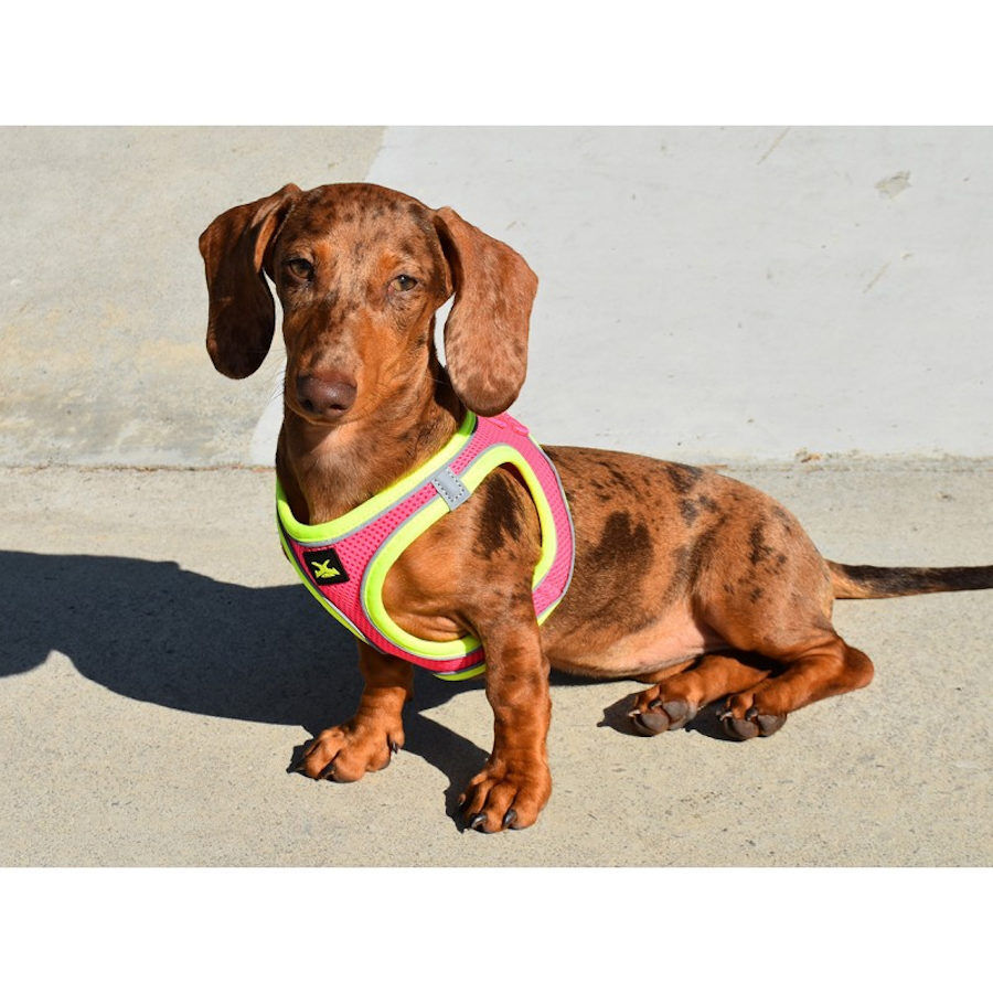 Nayeco X-TRM Neo Fucsia arn&eacute;s para perros, , large indicador imagen numero 2